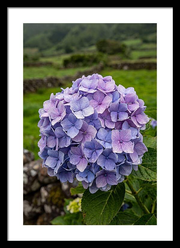 Hydrangea Blooms In Azores