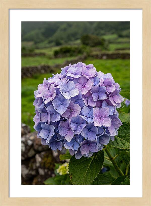 Hydrangea Blooms In Azores