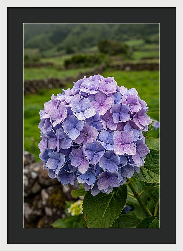 Hydrangea Blooms In Azores