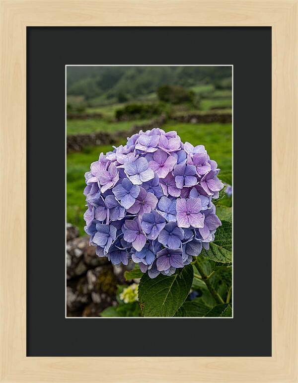 Hydrangea Blooms In Azores