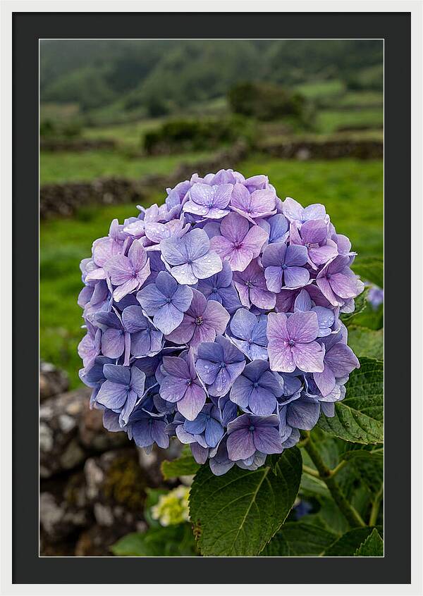 Hydrangea Blooms In Azores