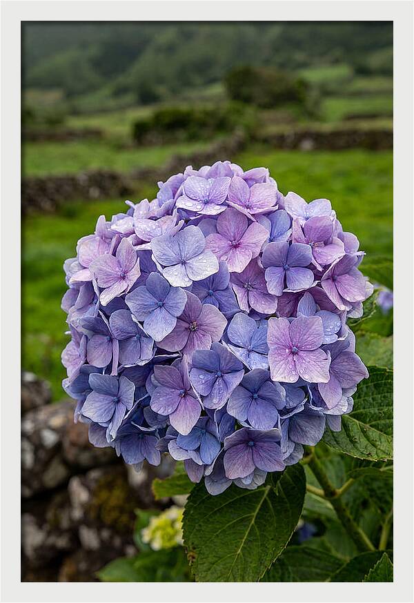 Hydrangea Blooms In Azores