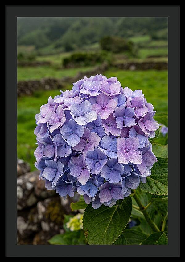 Hydrangea Blooms In Azores
