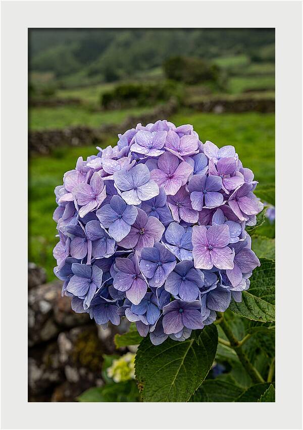 Hydrangea Blooms In Azores