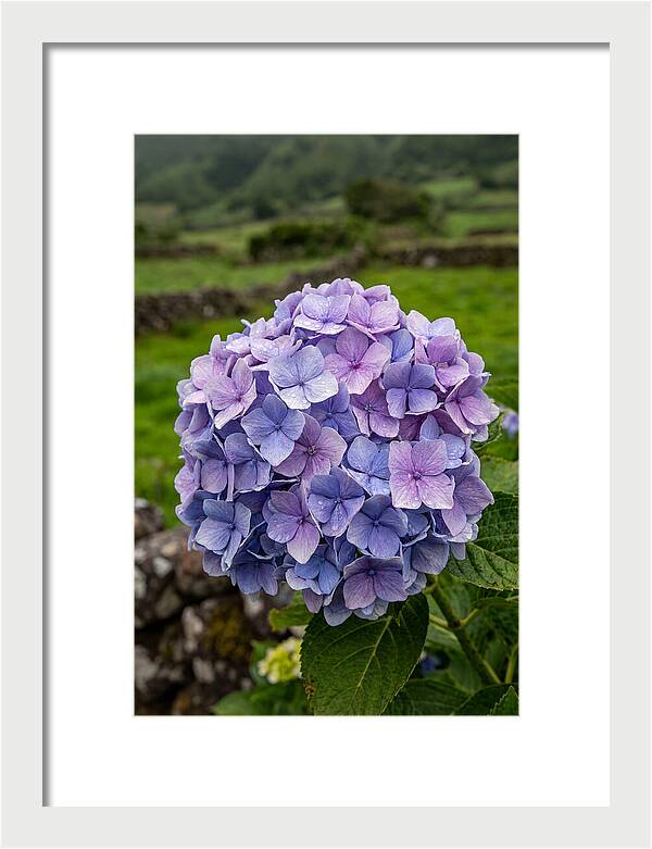 Hydrangea Blooms In Azores