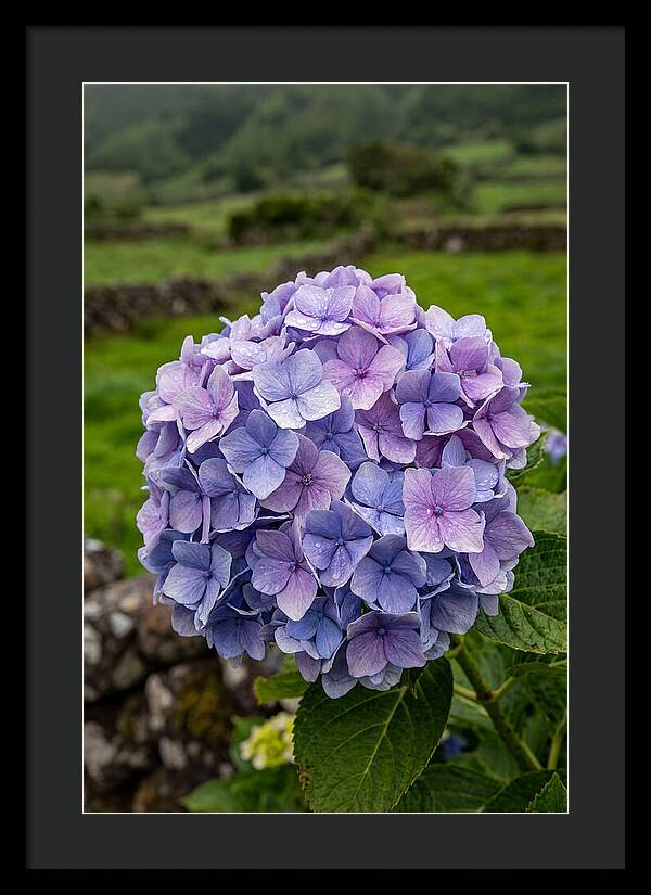 Hydrangea Blooms In Azores