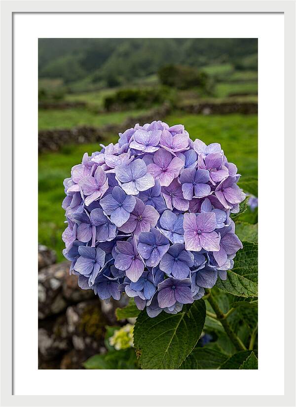 Hydrangea Blooms In Azores