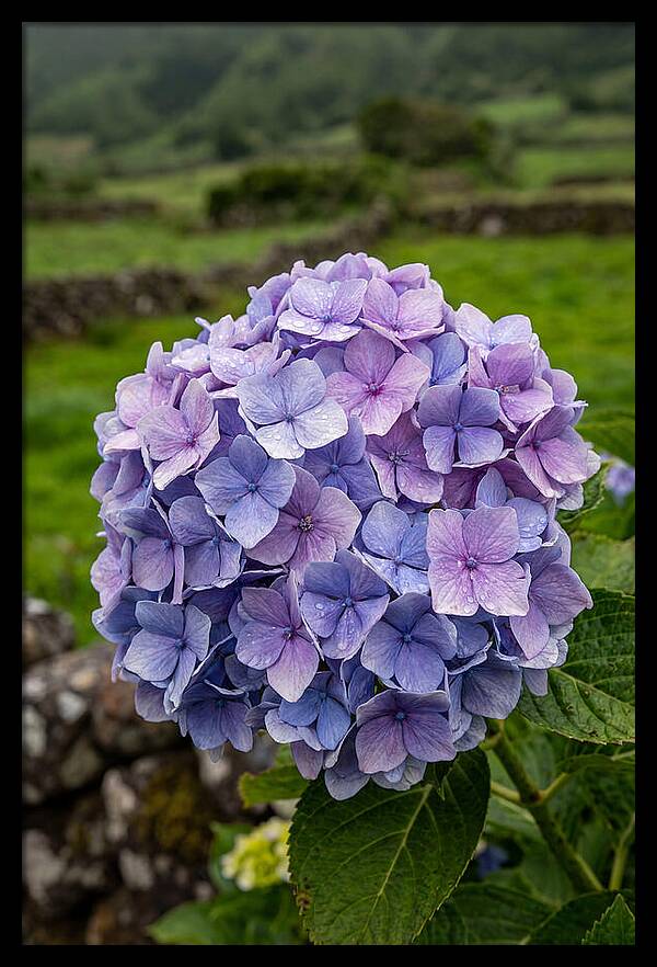 Hydrangea Blooms In Azores