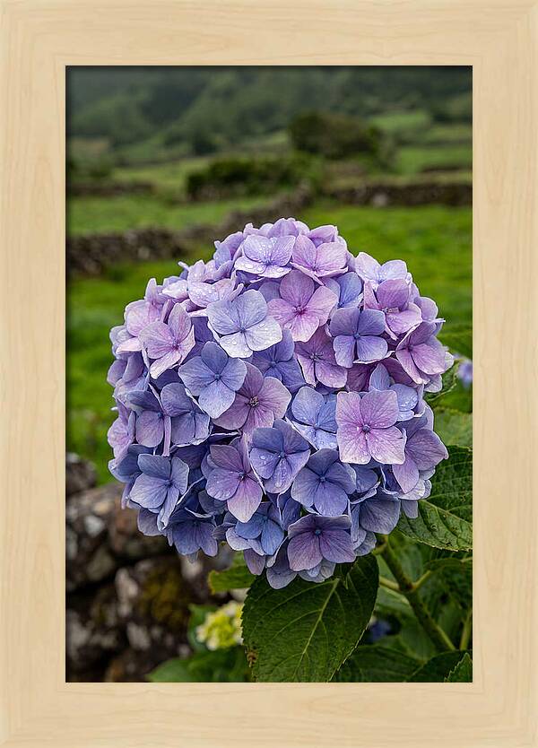 Hydrangea Blooms In Azores