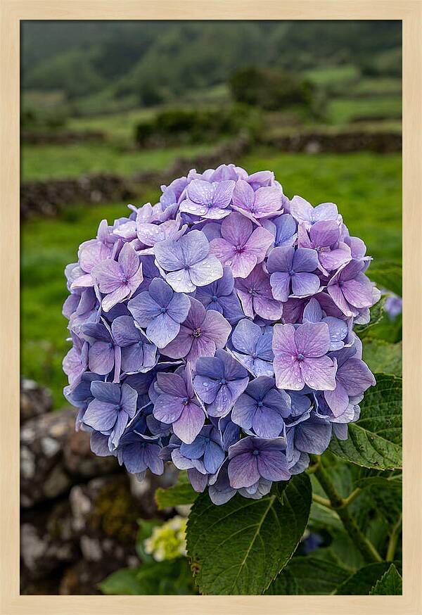 Hydrangea Blooms In Azores