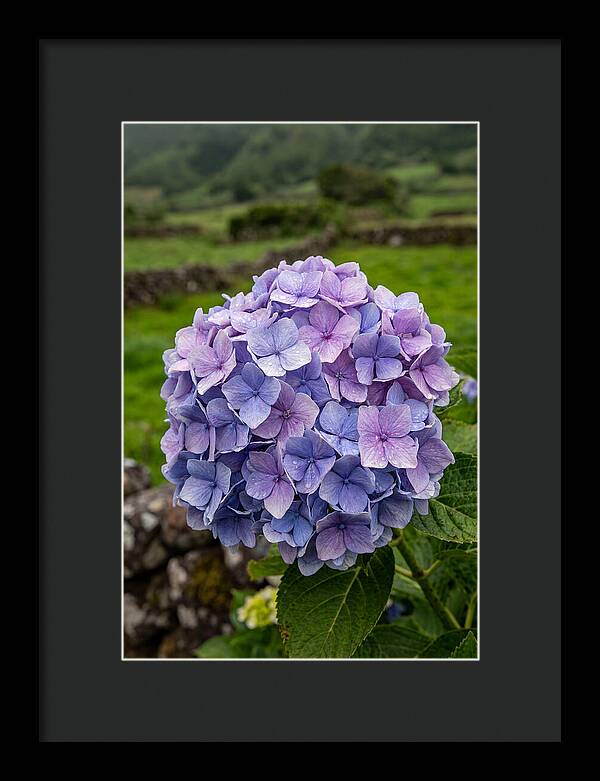 Hydrangea Blooms In Azores