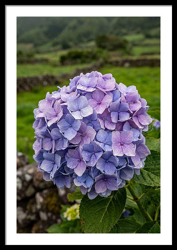 Hydrangea Blooms In Azores