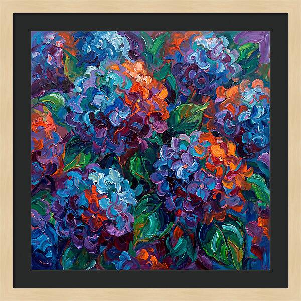 Hydrangea Blooms In Color