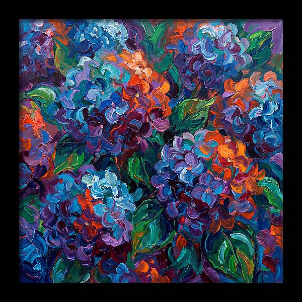 Hydrangea Blooms In Color