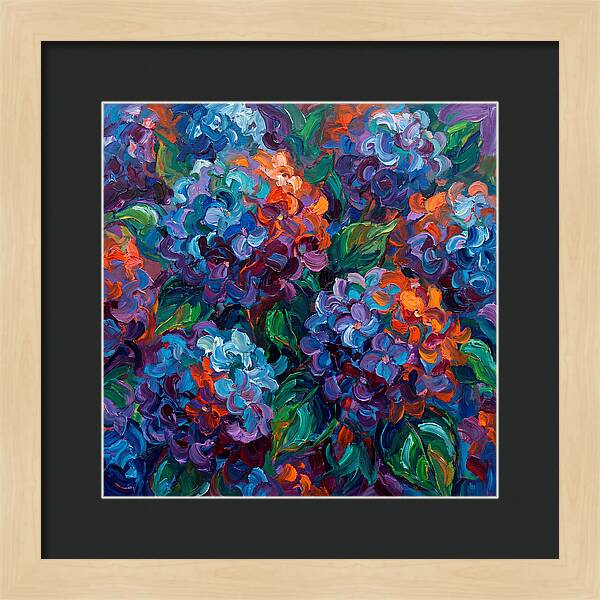 Hydrangea Blooms In Color