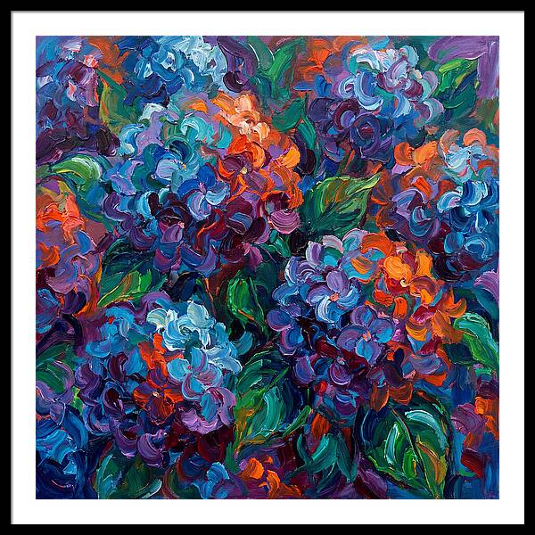 Hydrangea Blooms In Color
