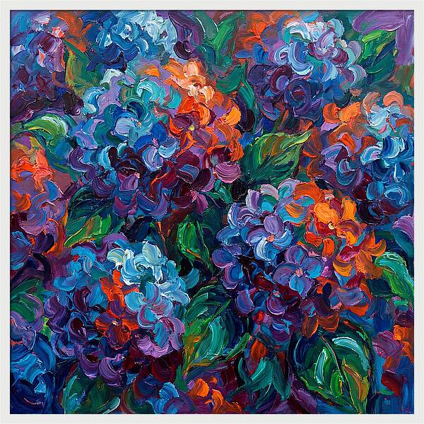 Hydrangea Blooms In Color