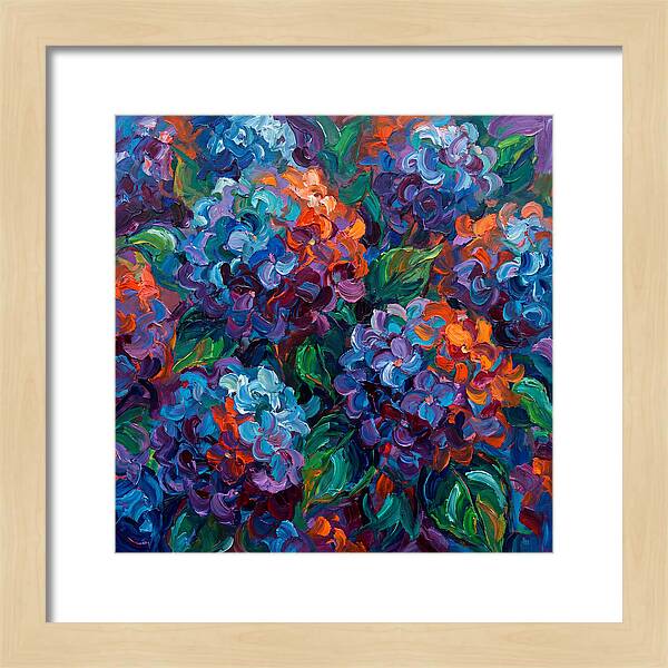 Hydrangea Blooms In Color