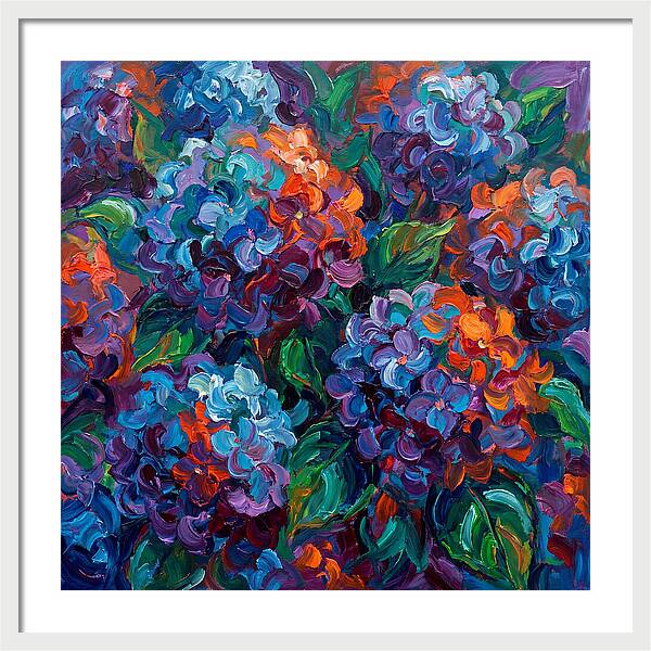 Hydrangea Blooms In Color