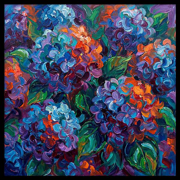 Hydrangea Blooms In Color