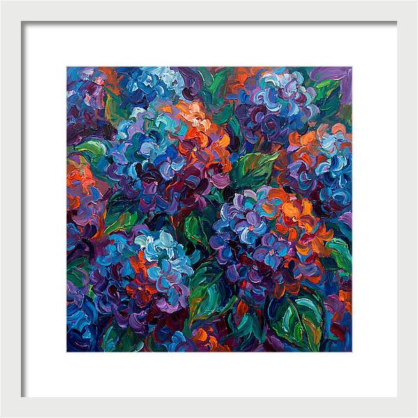 Hydrangea Blooms In Color