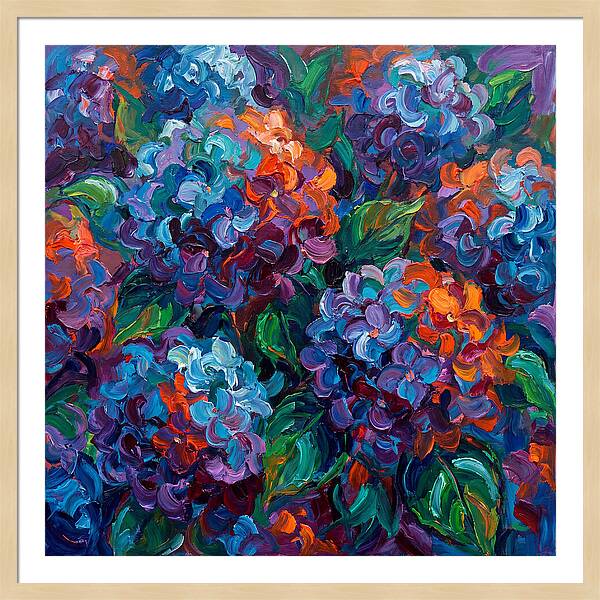 Hydrangea Blooms In Color