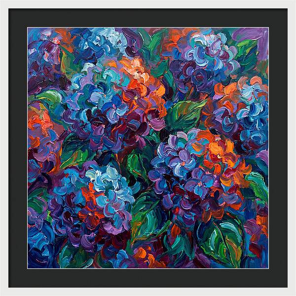 Hydrangea Blooms In Color