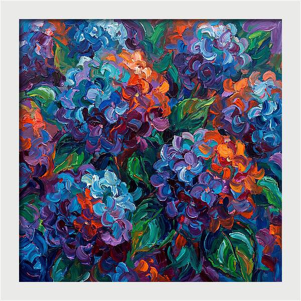 Hydrangea Blooms In Color