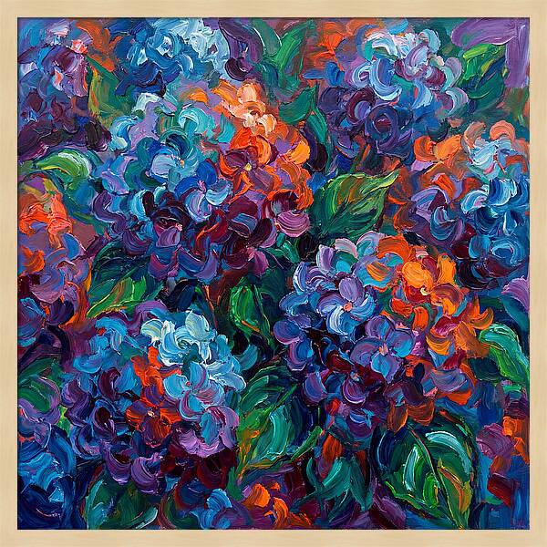 Hydrangea Blooms In Color