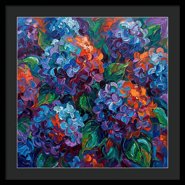 Hydrangea Blooms In Color