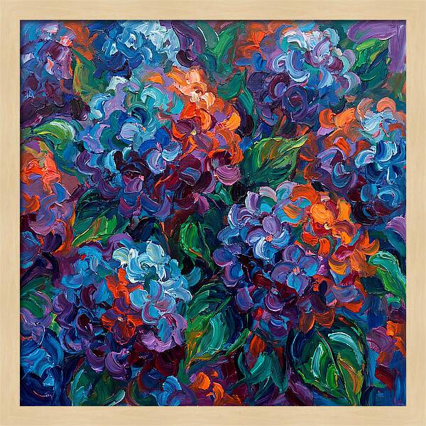 Hydrangea Blooms In Color
