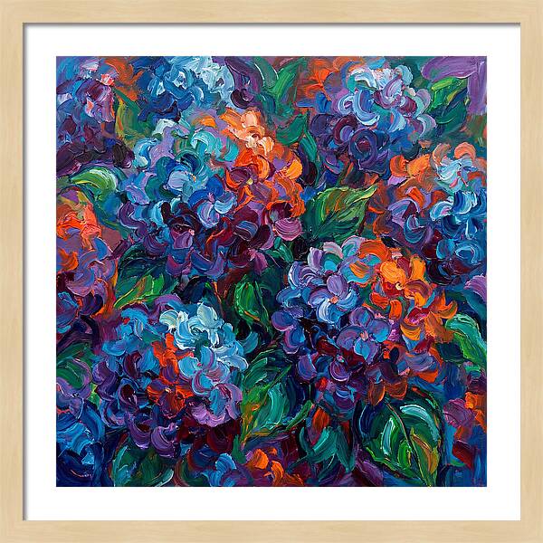 Hydrangea Blooms In Color