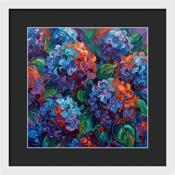 Hydrangea Blooms In Color