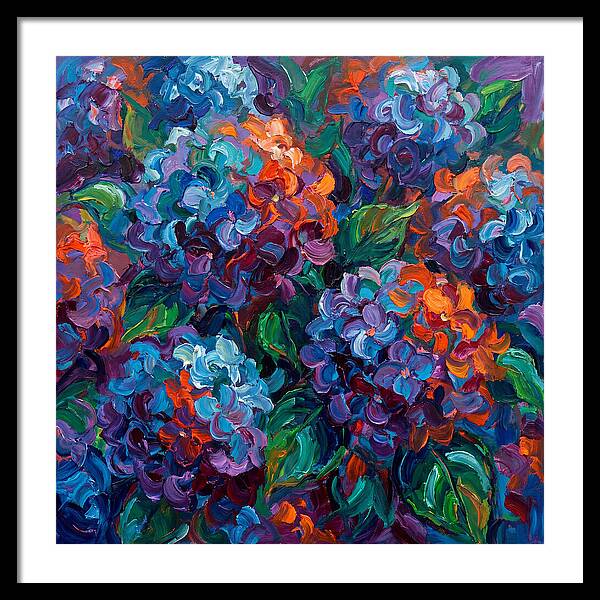 Hydrangea Blooms In Color