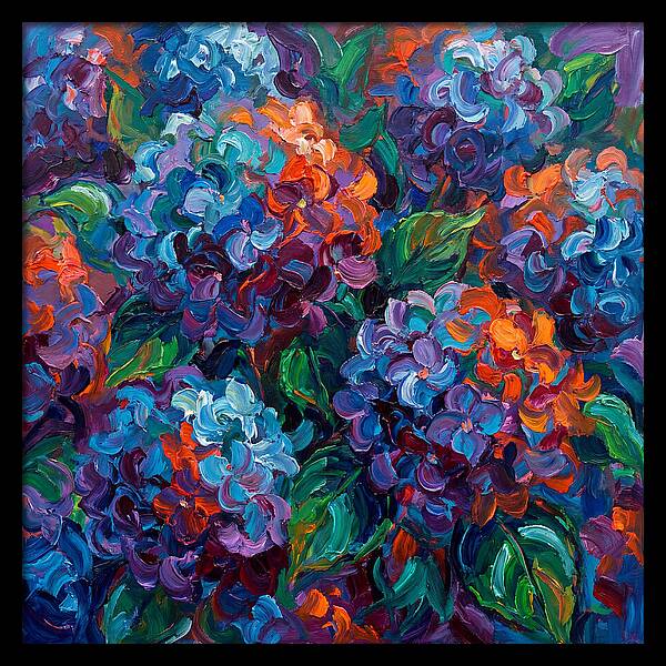 Hydrangea Blooms In Color