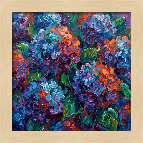Hydrangea Blooms In Color
