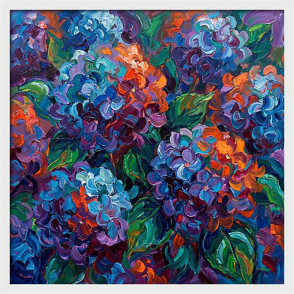 Hydrangea Blooms In Color
