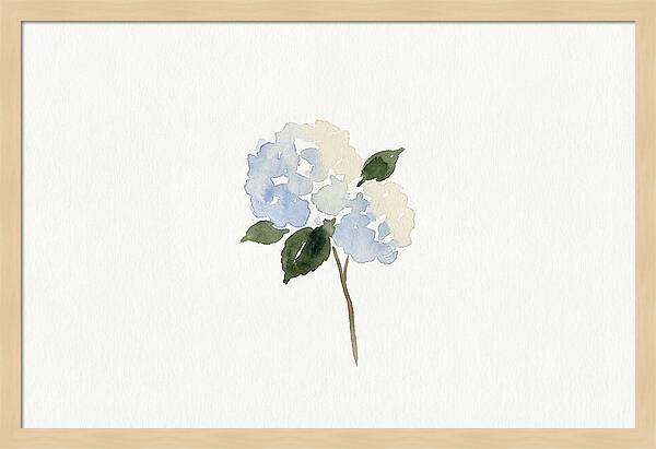 Hydrangea Blossom Elegance