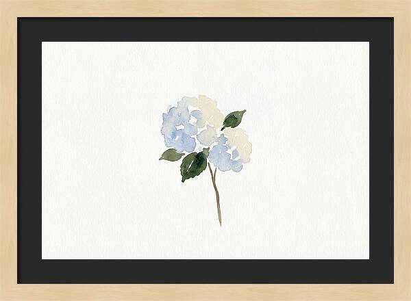 Hydrangea Blossom Elegance