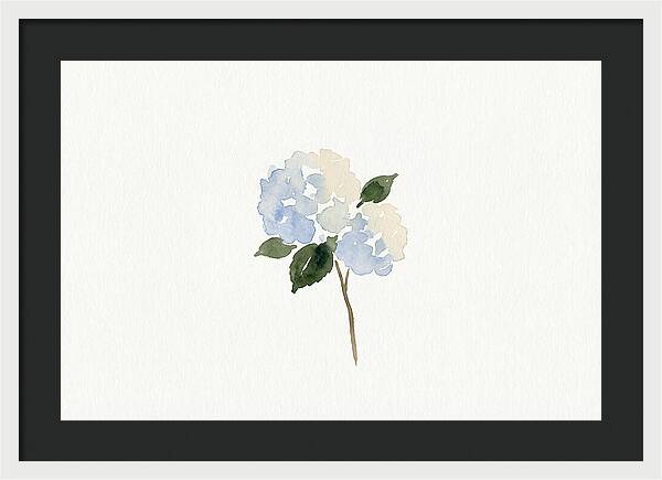 Hydrangea Blossom Elegance