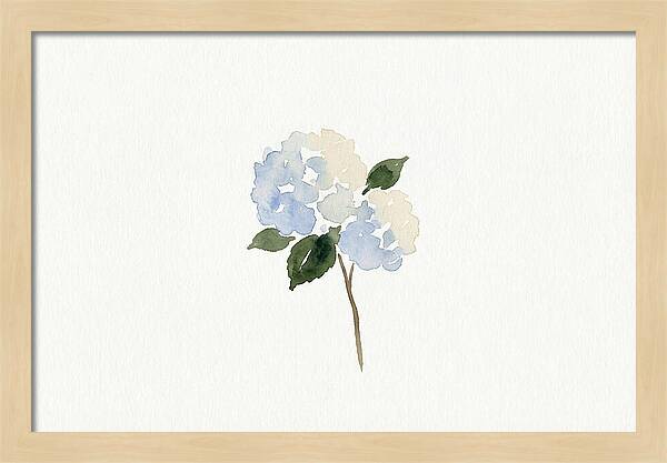 Hydrangea Blossom Elegance