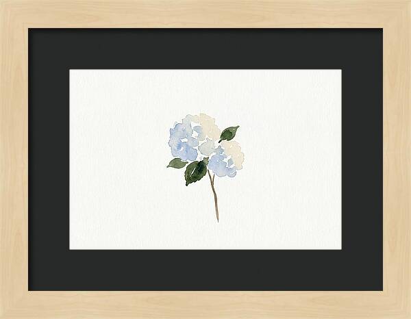 Hydrangea Blossom Elegance