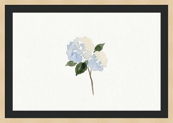 Hydrangea Blossom Elegance