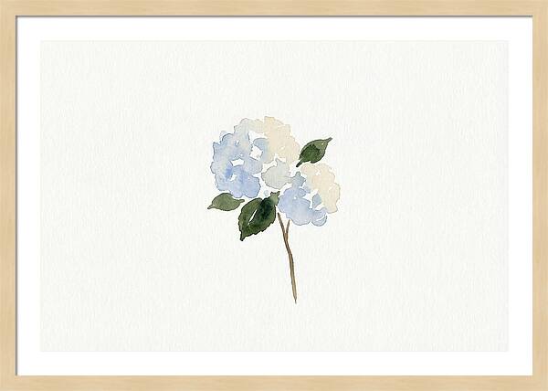 Hydrangea Blossom Elegance
