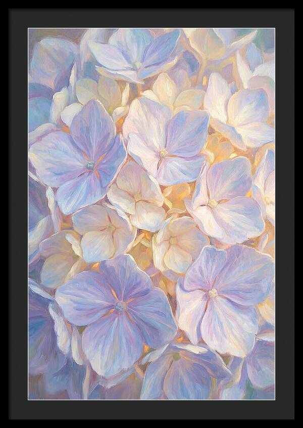 Hydrangea Blossoms