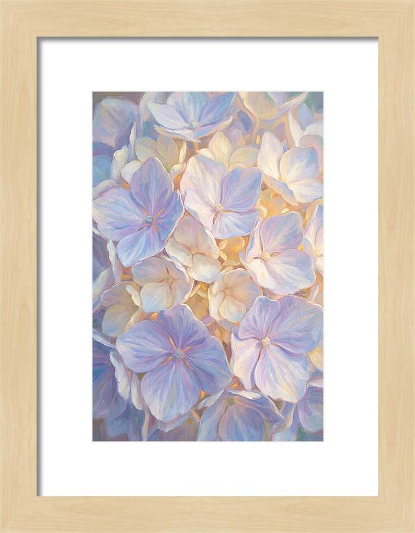 Hydrangea Blossoms