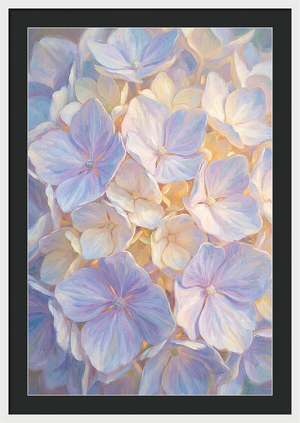 Hydrangea Blossoms