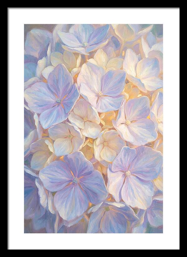 Hydrangea Blossoms
