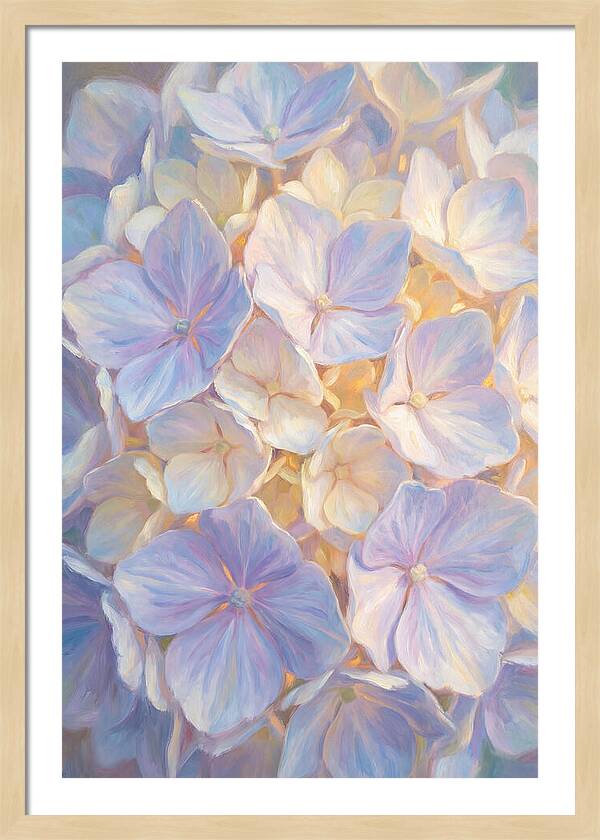 Hydrangea Blossoms