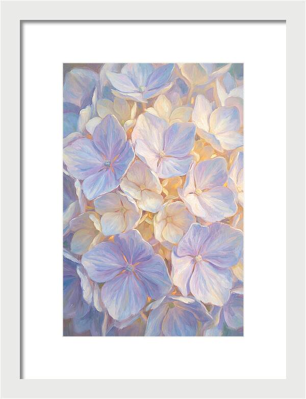 Hydrangea Blossoms